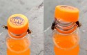 Video khó tin 2 chú ong hợp sức mở chai nước ngọt