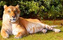 Ngắm ngoại hình choáng ngợp của “con mèo” khổng lồ nhất thế giới 