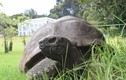 Điều bất ngờ về cụ rùa thọ nhất thế giới đón sinh nhật tuổi 190