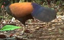 140 năm mất tích, chim bồ câu gáy đen bất ngờ "tái xuất giang hồ" 
