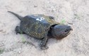 75 cá thể rùa đầu to bị vận chuyển trái phép: Loài cực hiếm! 