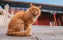 Vì sao Tử Cấm Thành có gần 200 con mèo nhưng ít ai bắt gặp?
