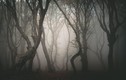 Chuyện kỳ bí khó giải ở khu rừng ma quái nổi tiếng châu Âu