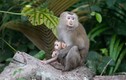 Bình Dương tiếp nhận 2 cá thể khỉ đuôi lợn: Loài quý hiếm