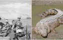 Thảm kịch cá sấu trên đảo Ramree khiến hàng trăm binh lính thiệt mạng 