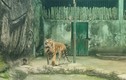 2 hổ con Bengal Thảo Cầm Viên quý hiếm sao được “nâng như trứng”?