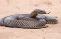 Loài rắn độc “dị hợm” nhất thế gian, chỉ trực cắn người đang say giấc