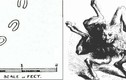 Dấu chân “quỷ dữ” lộ diện 200 năm trước, chuyên gia điên đầu giải mã 