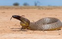 Thót tim loài rắn độc nhất thế gian, có thể giết 100 người cùng lúc
