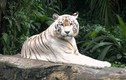 Hổ Bengal sinh 7 con tại Việt Nam: Loài "quý như vàng" trong sách Đỏ! 