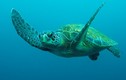 Rùa biển khủng nghi bị giết ở Côn Đảo: Loài hiếm trong Sách đỏ VN