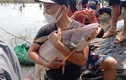 Hàng trăm người dân đổ xô về thuỷ điện Trị An bắt cá khủng kiếm tiền triệu