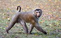 Hạt Kiểm lâm Bù Đăng bàn giao cá thể khỉ đuôi lợn: Loài cực hiếm!