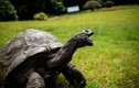 Những con số thú vị quanh cụ rùa 192 tuổi già nhất thế giới