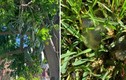 Sau mưa, cây trong vườn rớt “cục bầy nhầy” khiến gia chủ bối rối 