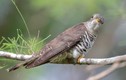Sự thật bất ngờ về loài chim “bắt cô trói cột” nổi tiếng Việt Nam