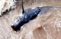 Cá voi cùng loạt “quái ngư” khủng dạt bờ biển Việt Nam 
