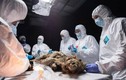 Tìm thấy xác chó sói 44.000 tuổi, chuyên gia thốt lên: "Hoàn mỹ"