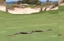 Rắn khổng lồ bất ngờ xuất hiện ở sân golf... lộ sự thật kinh hoàng