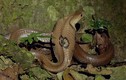 Thót tim 5 loài rắn cực độc, hay rình rập cắn người ở Việt Nam