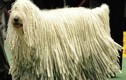 Top 8 loài động vật sở hữu bộ lông kỳ lạ nhất thế giới