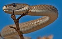 Ám ảnh 10 loài rắn cực độc, nguy hiểm nhất hành tinh