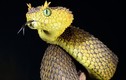 Top loài rắn có vẻ ngoài như "yêu quái", sở hữu nọc độc chết người