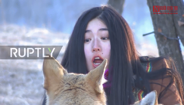 Video: Cô gái trẻ mớm đồ cho sói ăn hàng ngày 