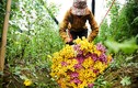 “Thủ phủ hoa” Tây Tựu ngày cuối năm tấp nập thu hoạch