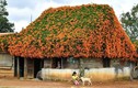 Xuất hiện "Ngôi nhà cổ tích" ở Lâm Đồng, phủ kín hoa chùm ớt 