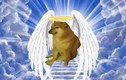 Chú chó Shiba được chế meme nhiều nhất qua đời, fan tiếc nuối
