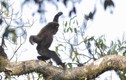 Ảnh động vật tuần: Vượn nâu múa võ trên cây