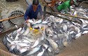 Giá cá tra giảm từ 2.000 – 4.000 đồng/kg