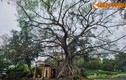 Ngắm cây đa 300 tuổi mọc trên khối đá khổng lồ ở Huế
