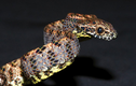 Vẻ ngoài khó tin của loài rắn được ca tụng đẹp nhất Việt Nam