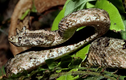 Top loài rắn cực độc hiện diện ở VN: Hổ mang chúa chưa là gì! 