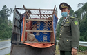 Cá thể khỉ vàng đi lạc nhà dân ở Đà Nẵng: Quý hiếm sao?