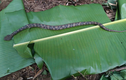 Phải vào Bạch Mai điều trị vì rắn lạ cắn: Loài "hung thần" của VN 
