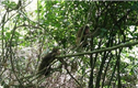 17 cá thể động vật được thả về rừng ở Quảng Bình: Cực hiếm!