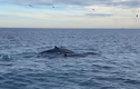 Đàn cá voi xanh xuất hiện ở biển Bình Định: Điềm báo may mắn? 