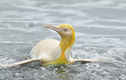 Cõi mạng xôn xao bởi hình ảnh chú chim cánh cụt màu vàng độc lạ 