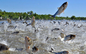 Hàng trăm con cá nhảy lên khỏi mặt hồ TQ: Chuyện gì xảy ra? 