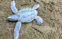 Ngắm rùa biển bạch tạng độc nhất vô nhị mới chào đời ở Côn Đảo