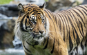 Loài hổ tuyệt chủng gần 40 năm bỗng tái xuất thần kỳ