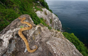 Những địa điểm bí hiểm nhất hành tinh: Số 1 nơi ở của rắn độc