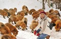 Ngôi làng có hàng trăm con cáo béo, lười ở Nhật Bản