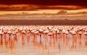 Hàng triệu hồng hạc lội giữa hồ nước hóa đá động vật