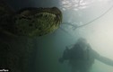 Kinh hoàng cảnh thợ lặn chạm mặt loài trăn lớn nhất thế giới dưới nước