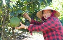 Vườn trái cây Nam Bộ bạc tỷ của người phụ nữ xứ Quảng