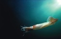 Thợ lặn phát hiện vật thể như trứng thủy quái dưới lòng biển